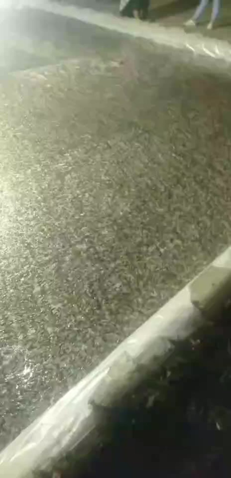 大量出售蛐蛐