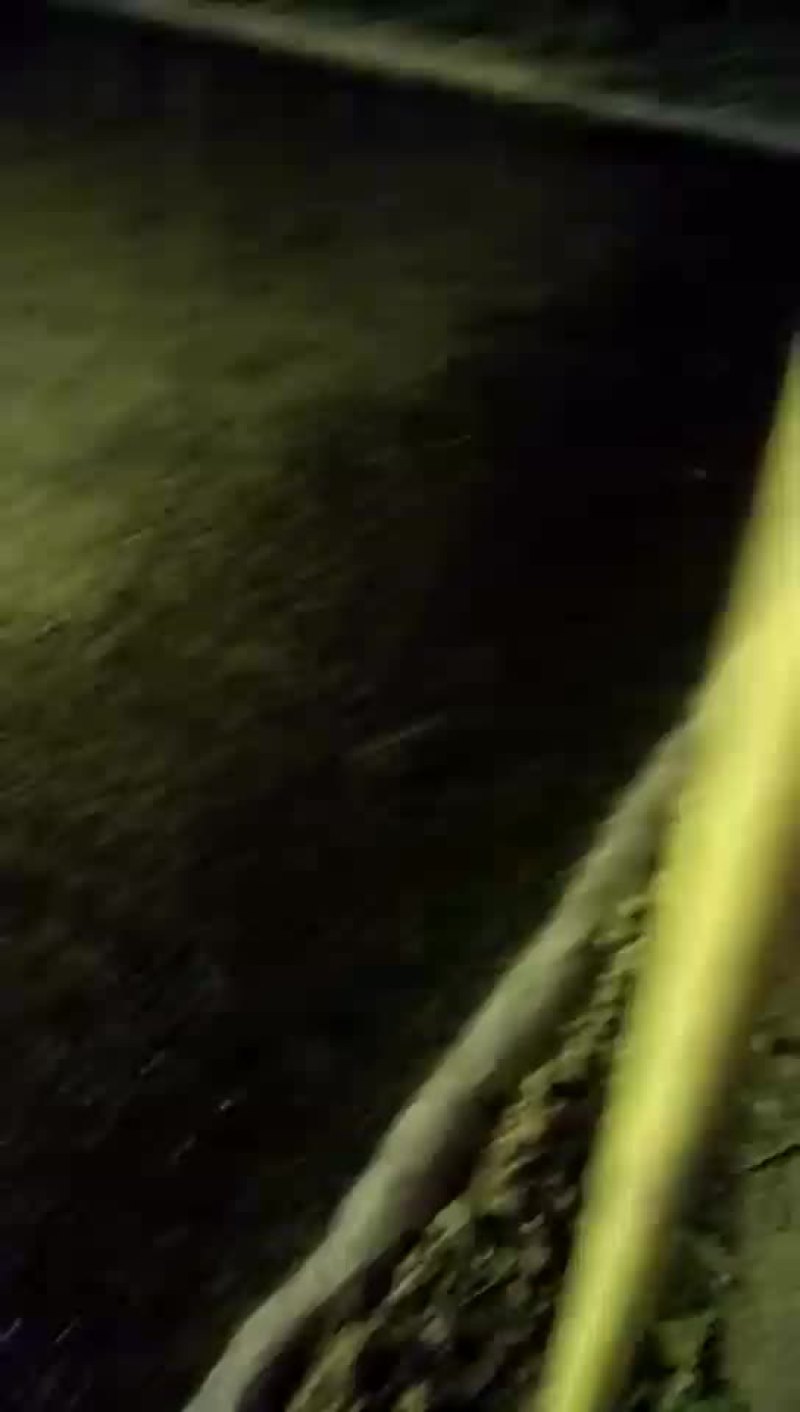 大量出售蛐蛐