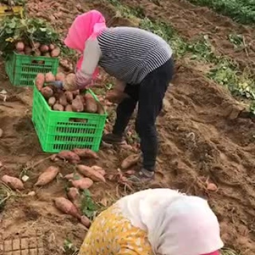 龙薯9号