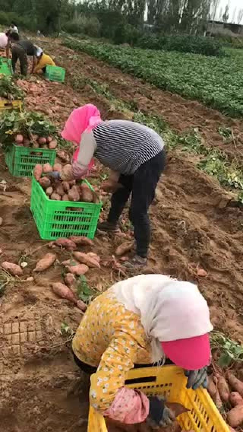 龙薯9号