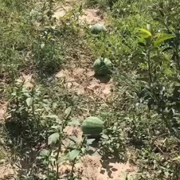 打瓜