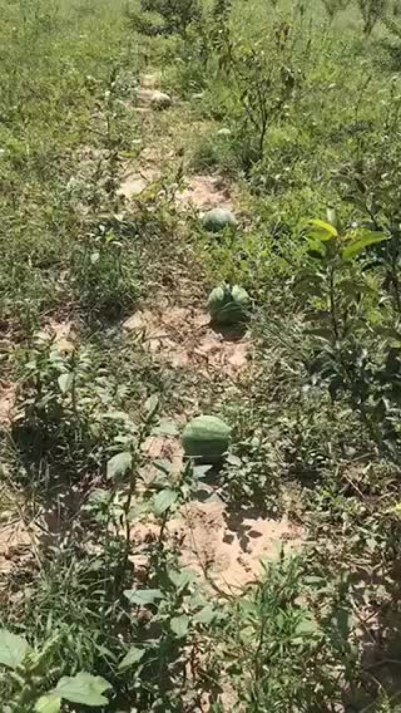 打瓜