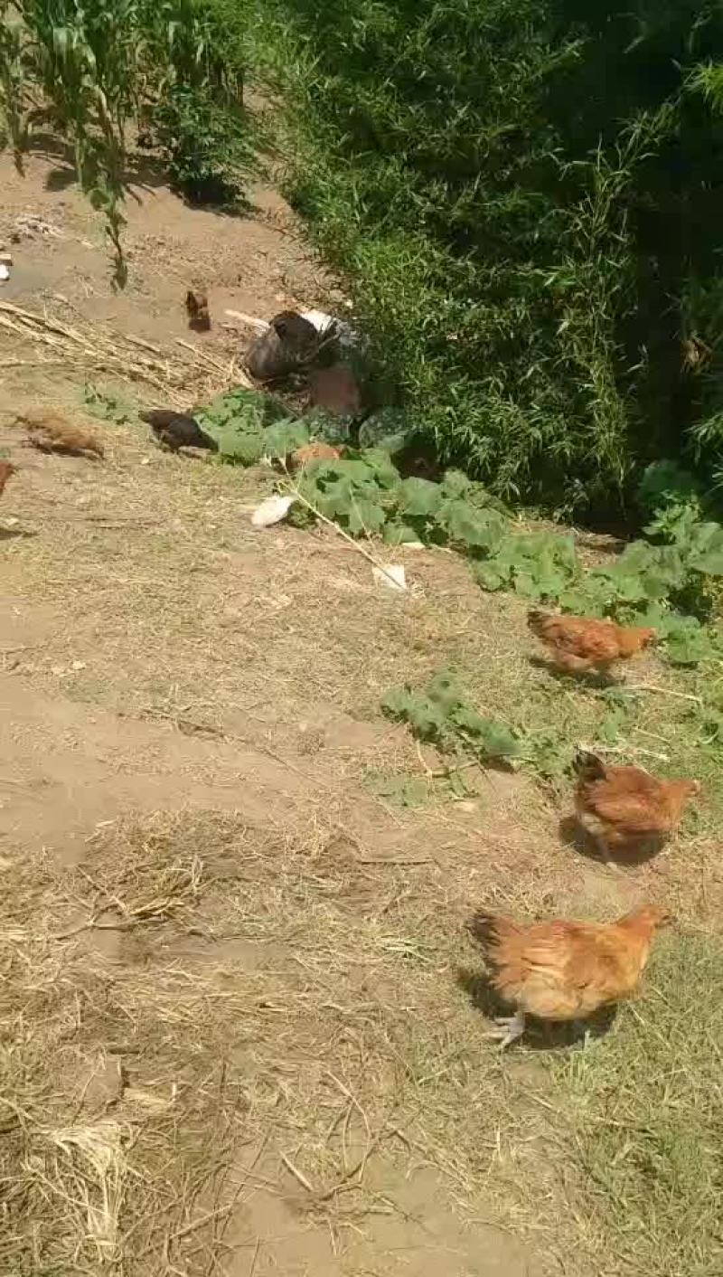 明天更好