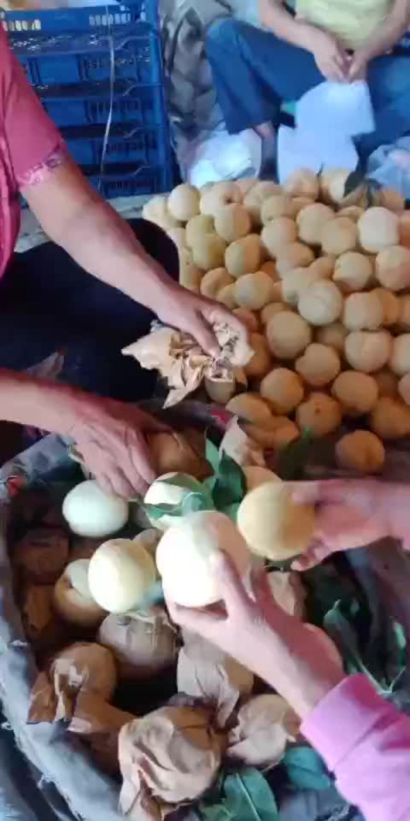白桃