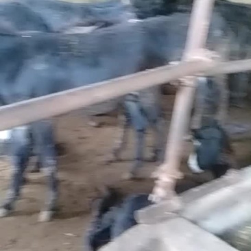 驴