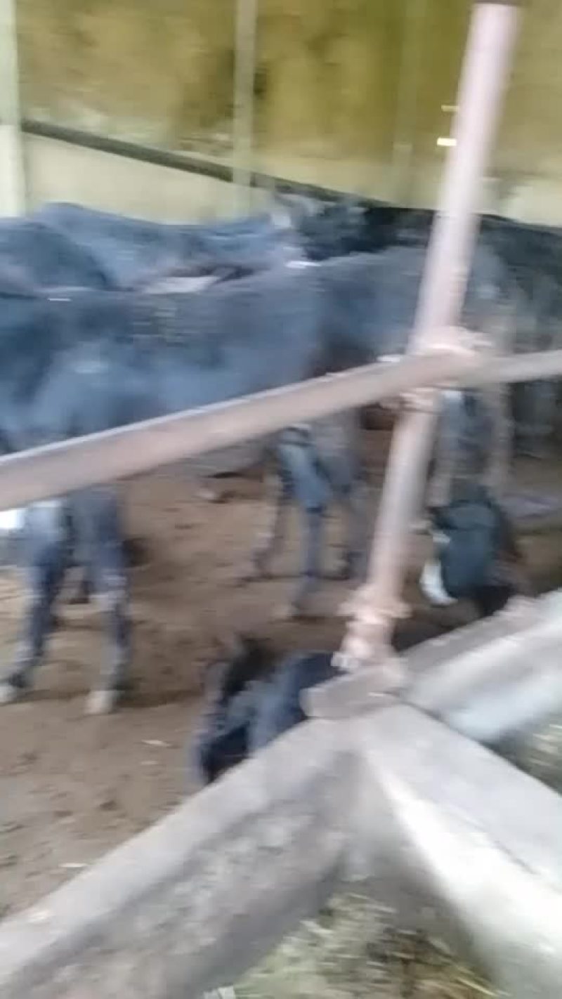 驴