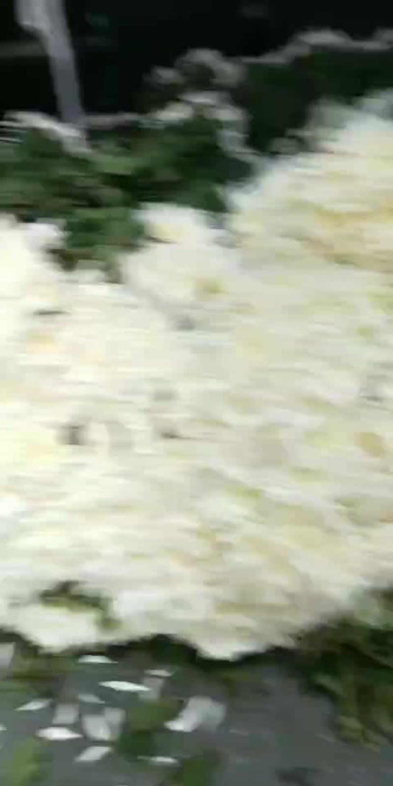 优质大白菊黄菊产地江苏联系热线17318832678