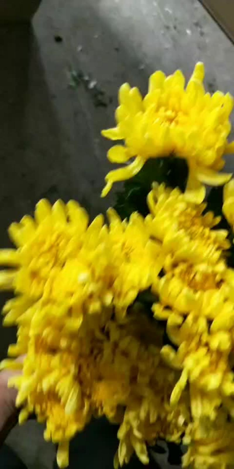 优质大白菊黄菊产地江苏联系热线17318832678