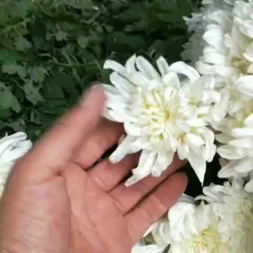 优质大白菊黄菊产地江苏联系热线17318832678