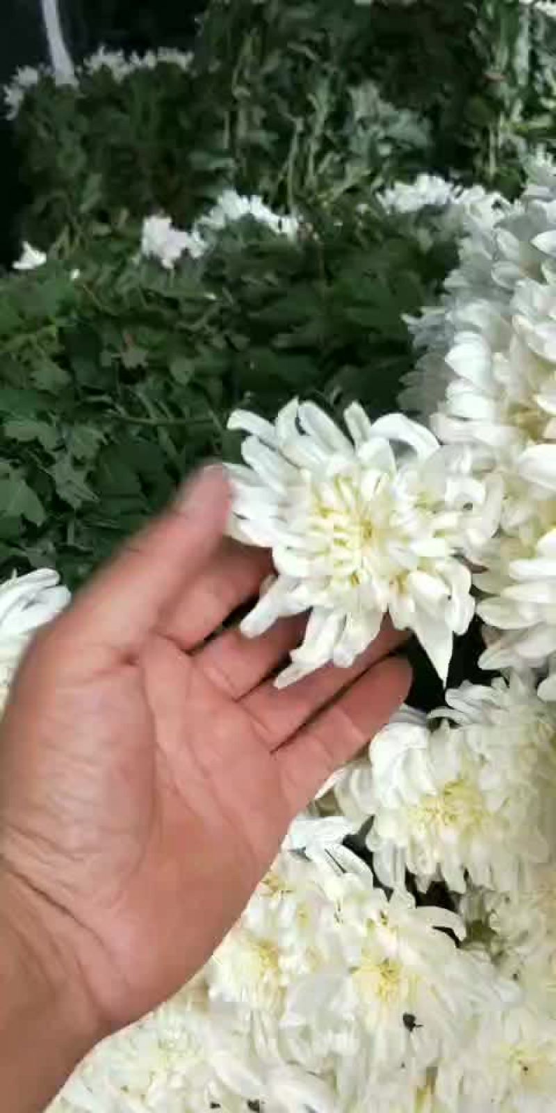优质大白菊黄菊产地江苏联系热线17318832678