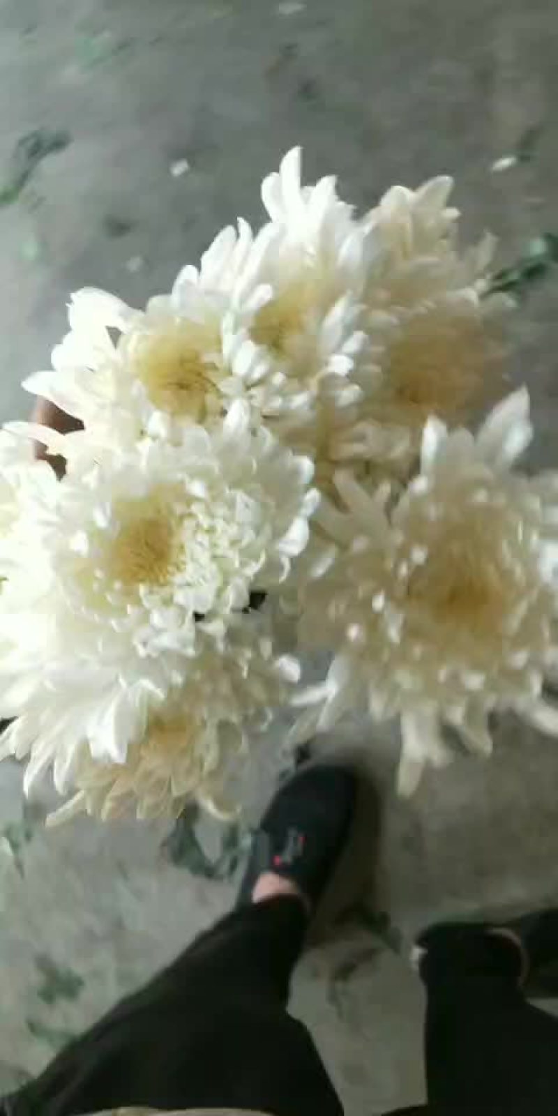 优质大白菊黄菊产地江苏联系热线17318832678