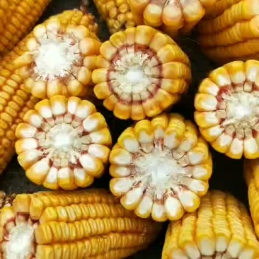 玉米棒