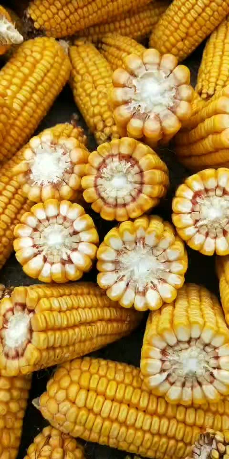 玉米棒