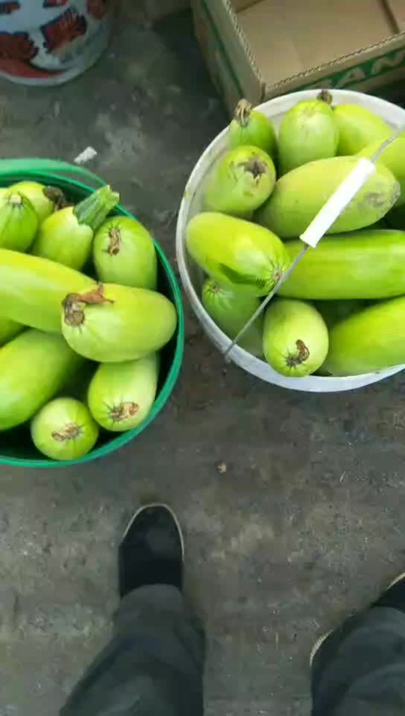 西葫芦