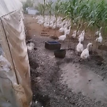 大白鹅