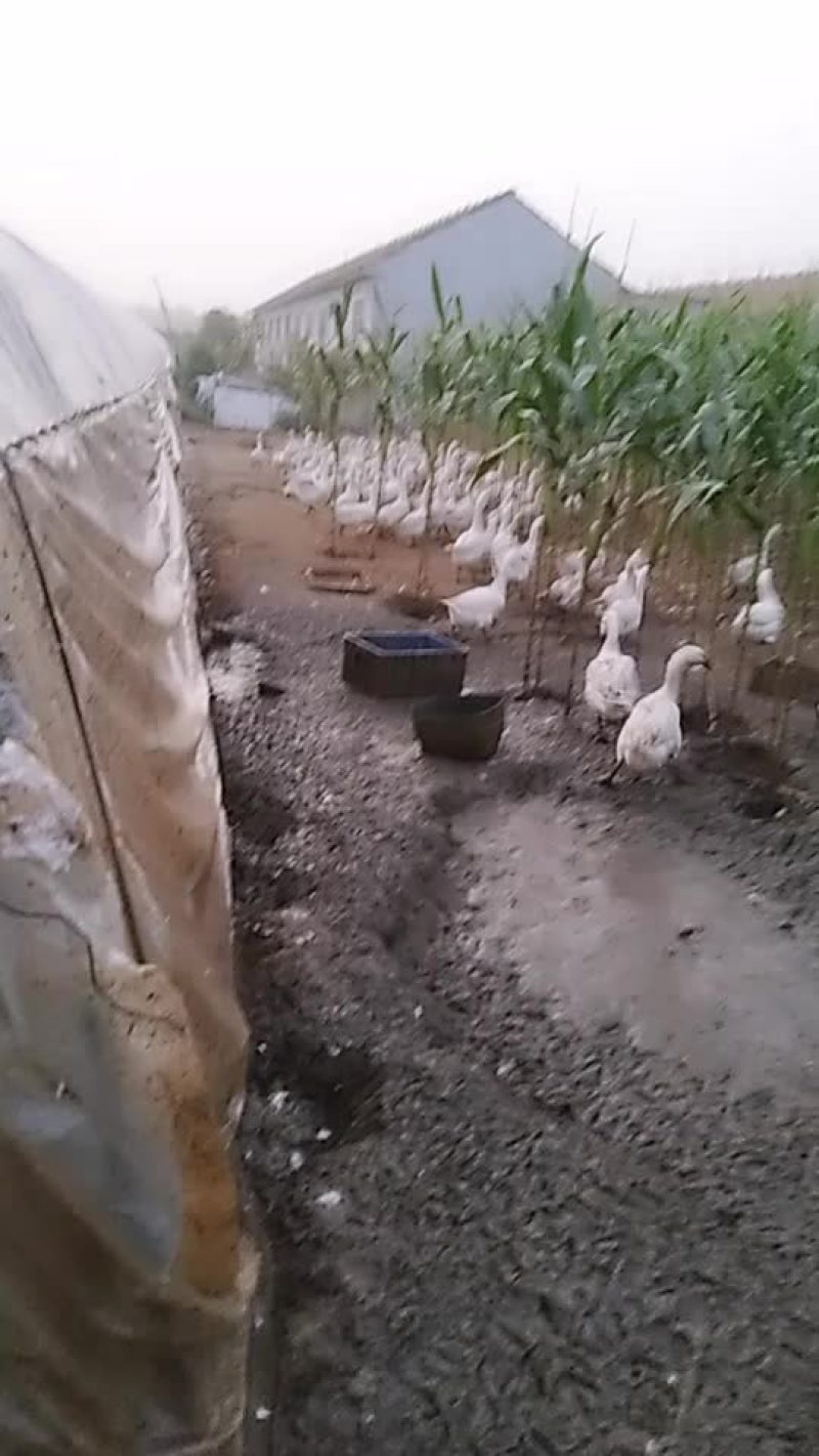 大白鹅