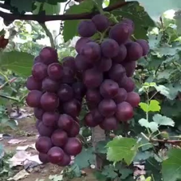 优质巨峰