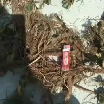 石菖蒲