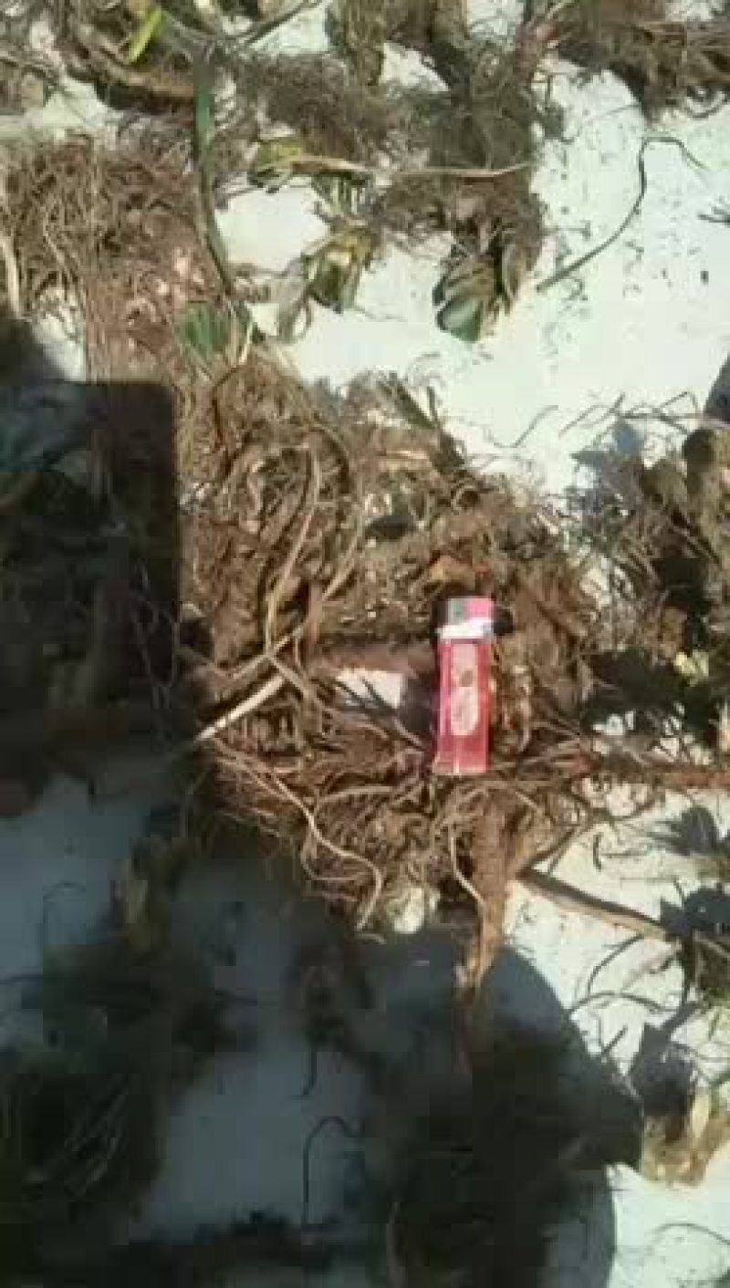 石菖蒲