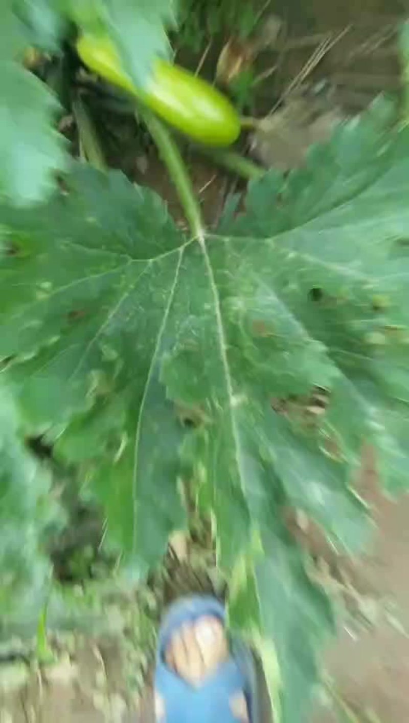 西葫芦大量上市