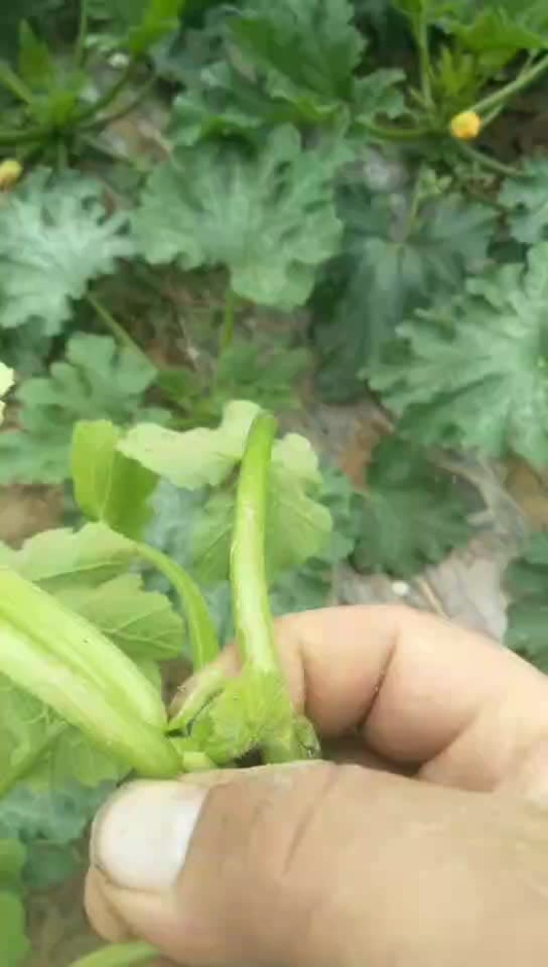 西葫芦大量上市
