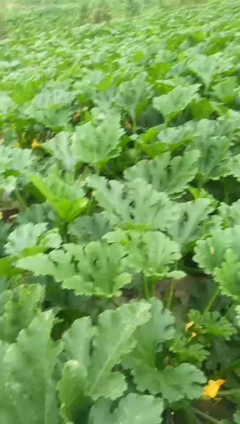 西葫芦大量上市
