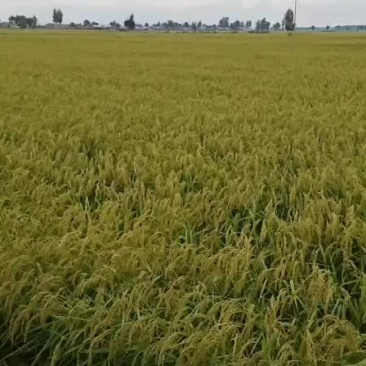 新稻花香稻谷马上要成熟，要货提前预约，联系