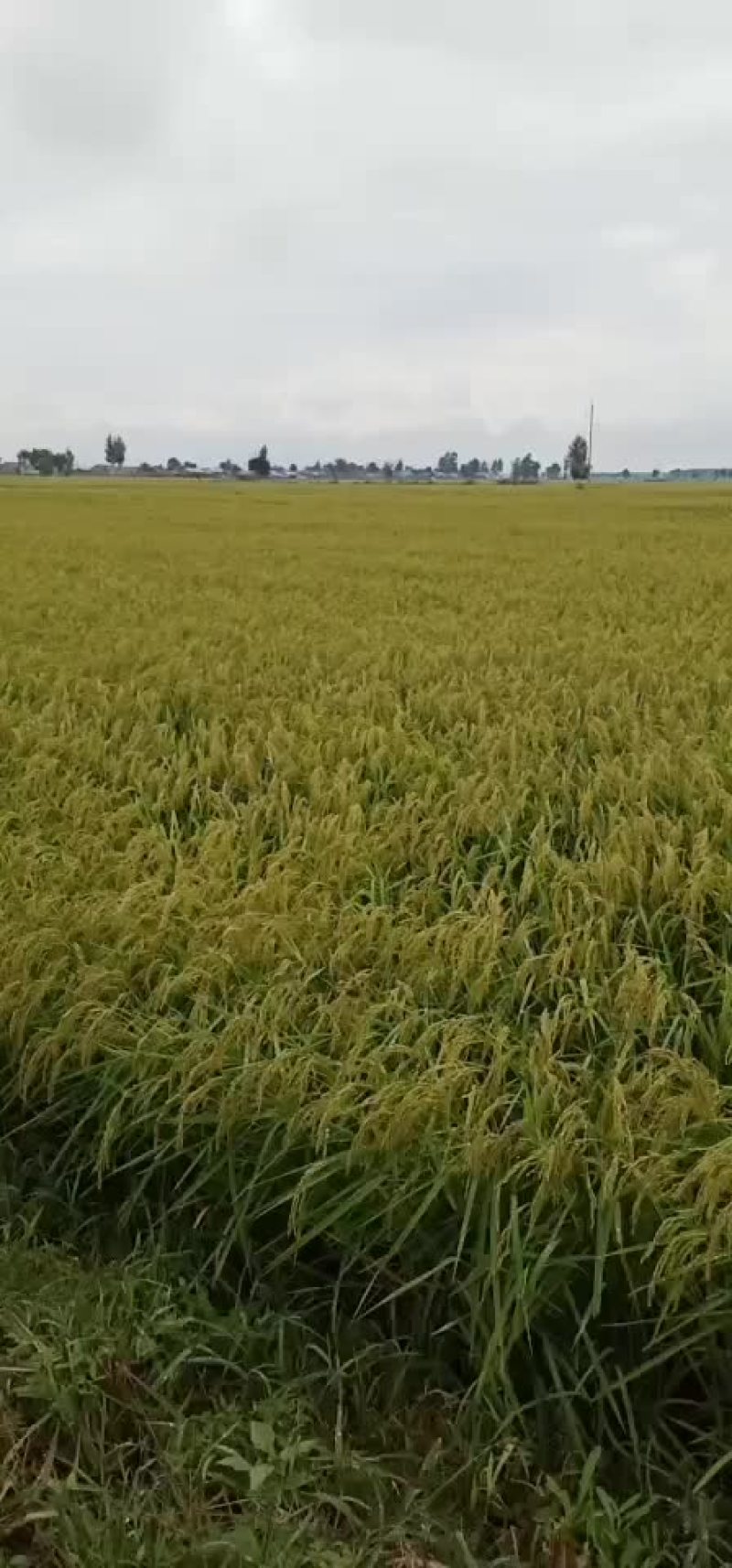 新稻花香稻谷马上要成熟，要货提前预约，联系