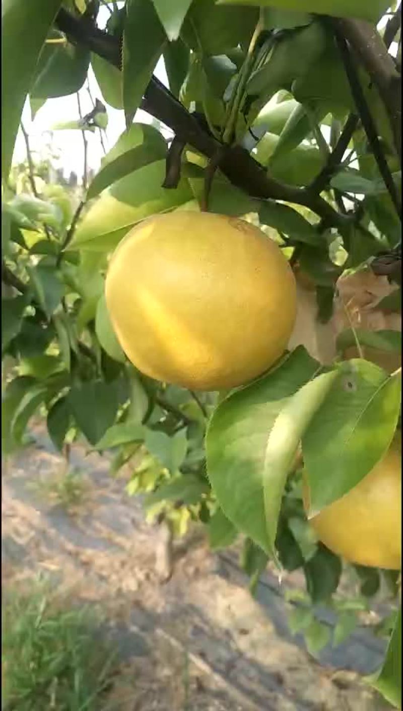 秋月梨