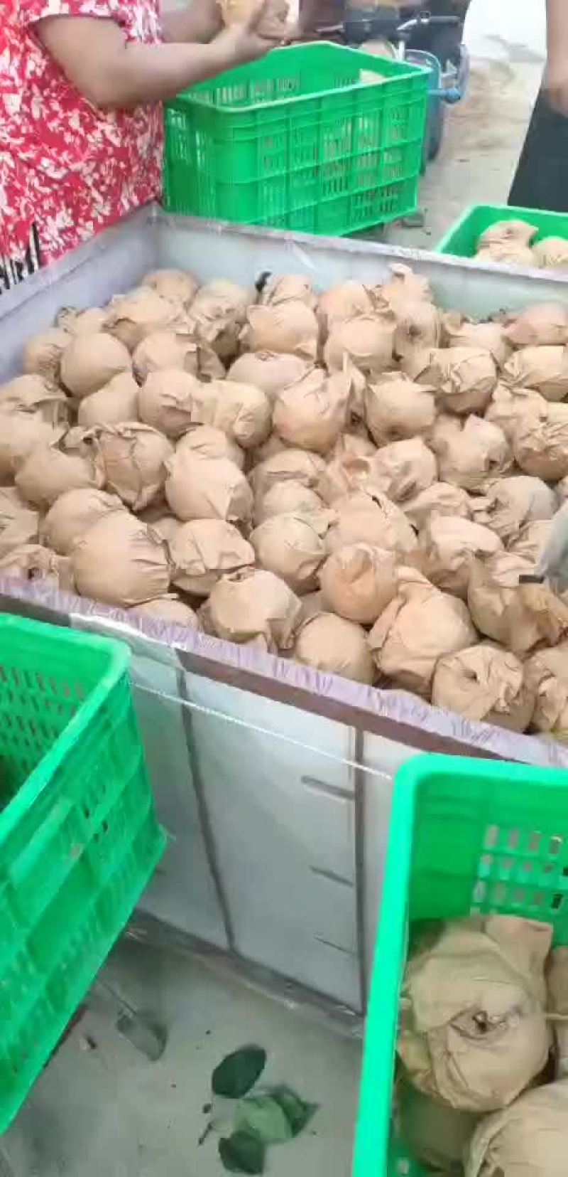 秋月梨
