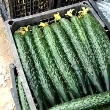 蜜刺黄瓜大量上市，质量好价格便宜。