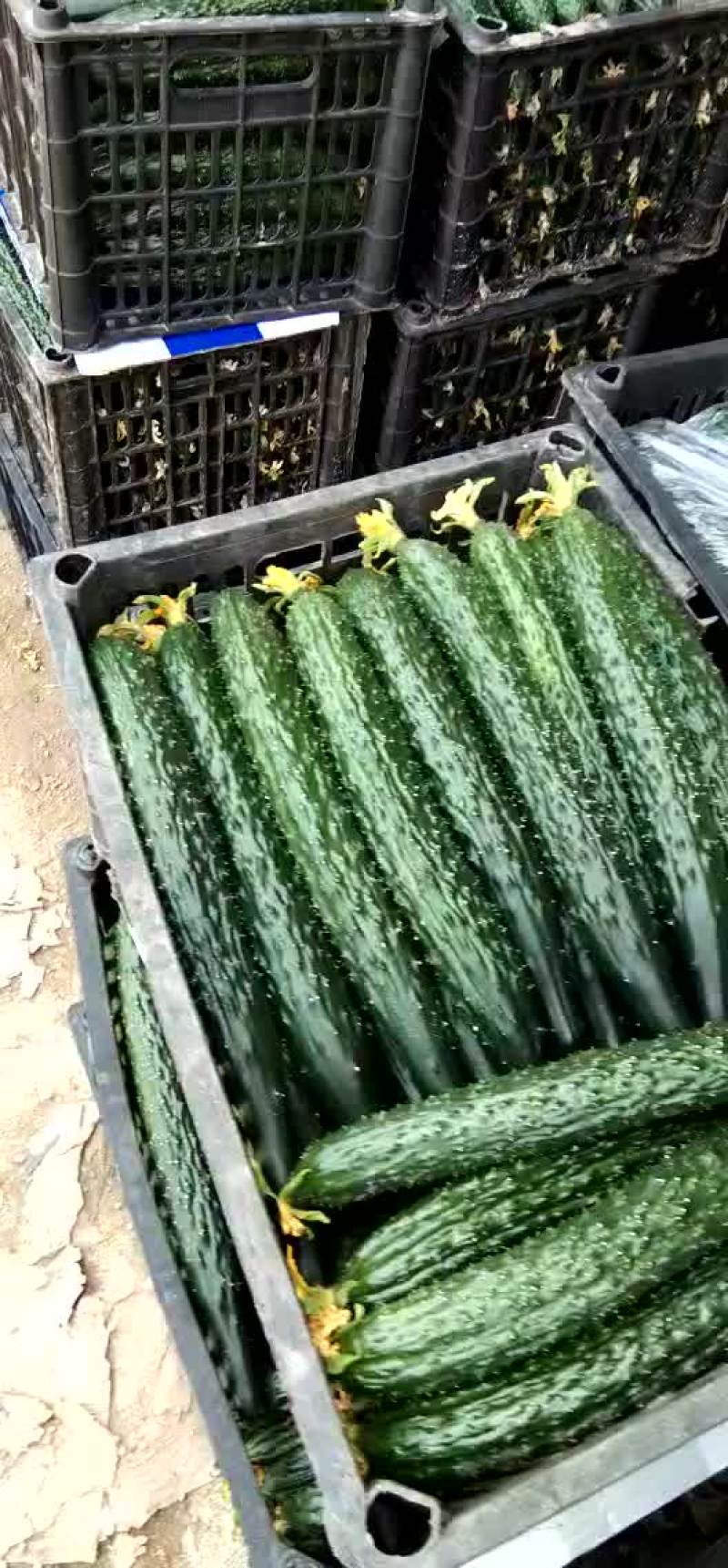 蜜刺黄瓜大量上市，质量好价格便宜。