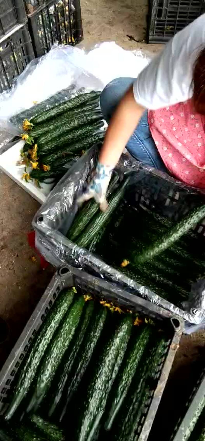 蜜刺黄瓜大量上市，质量好价格便宜。