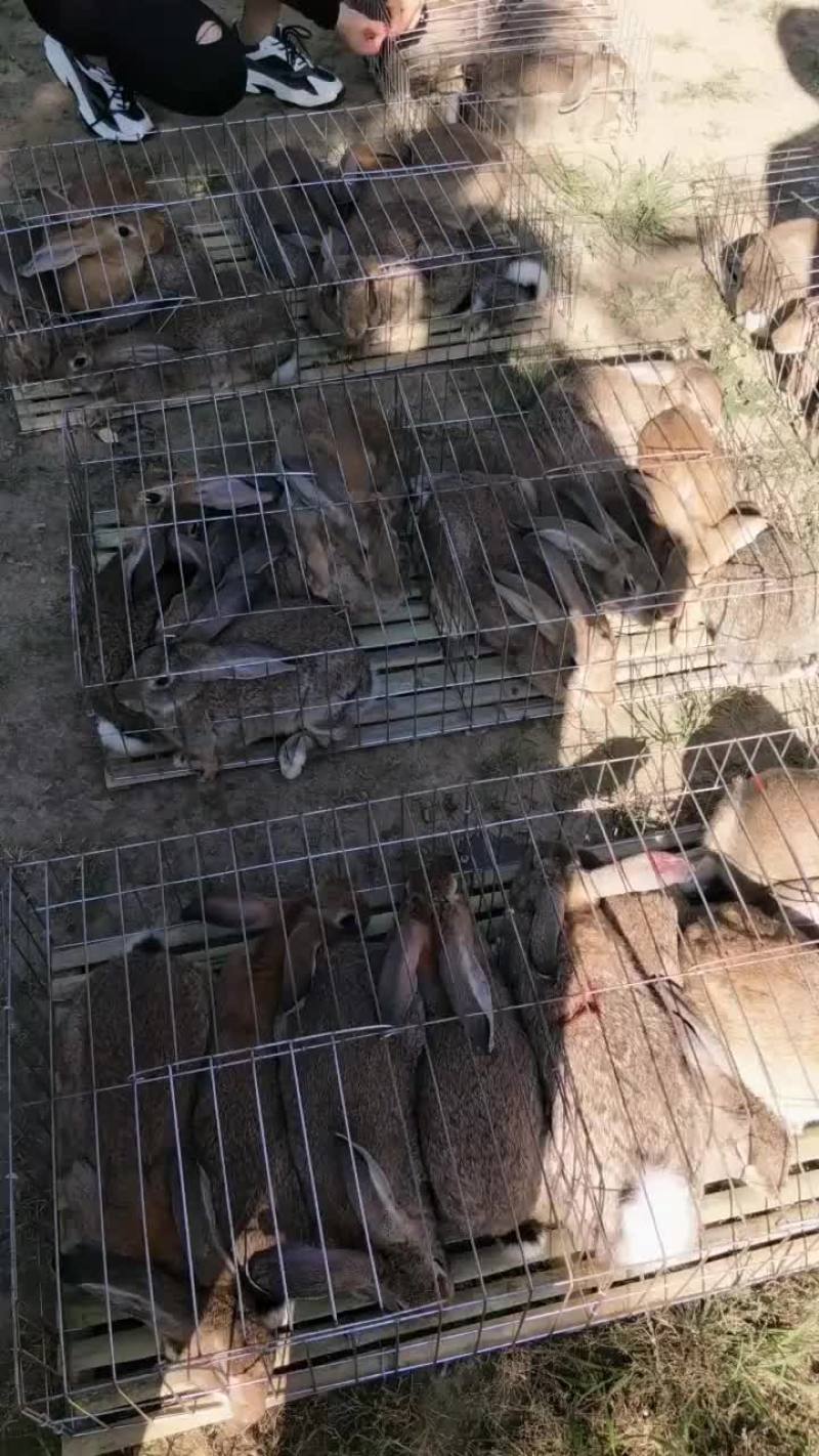 种兔养殖场
