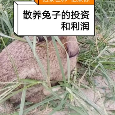 种兔养殖场