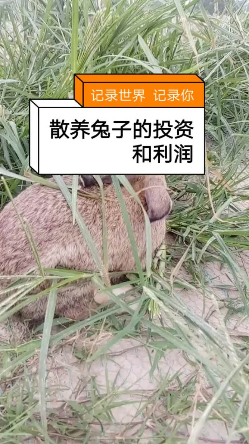种兔养殖场