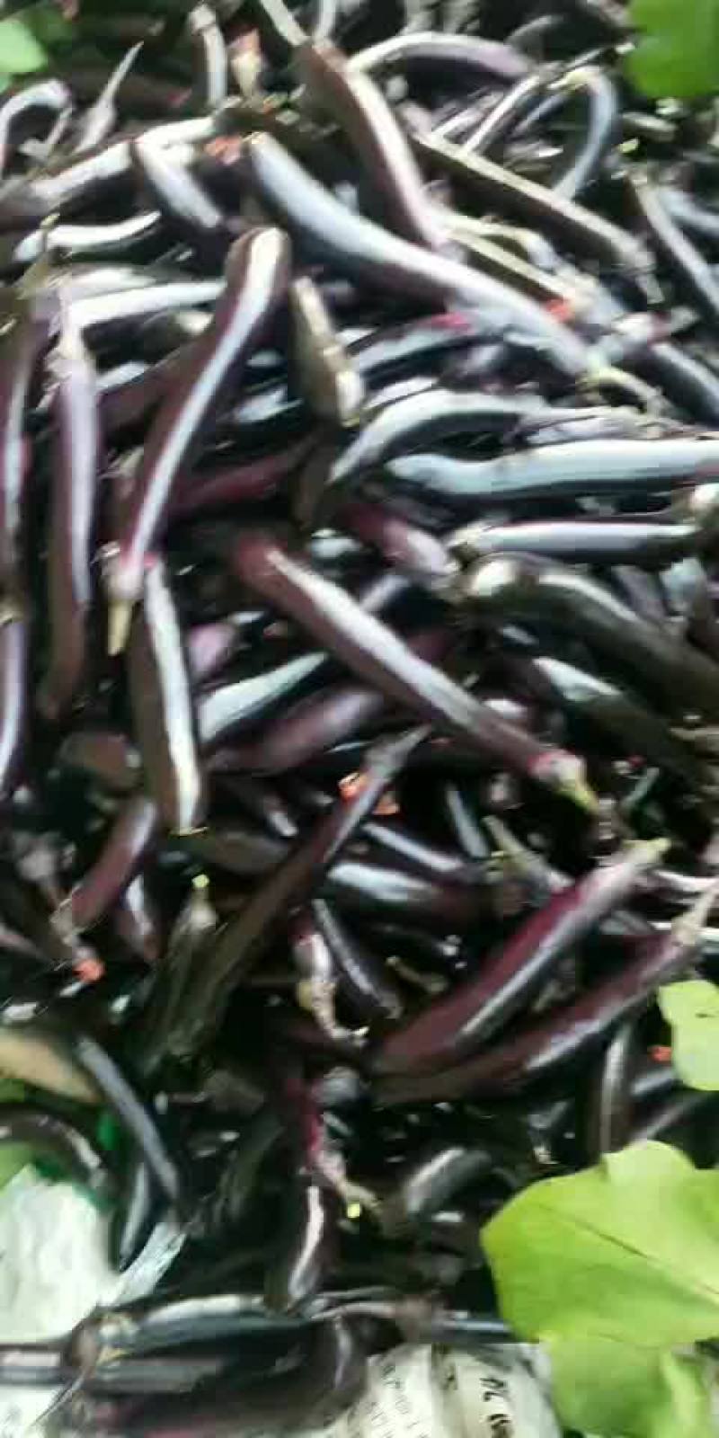 紫茄子
