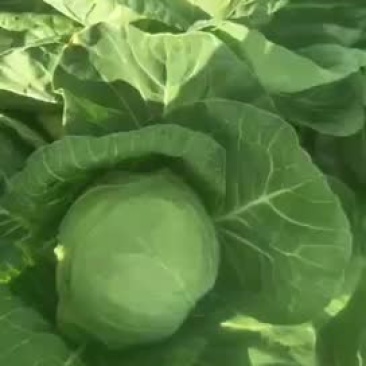 圆白菜