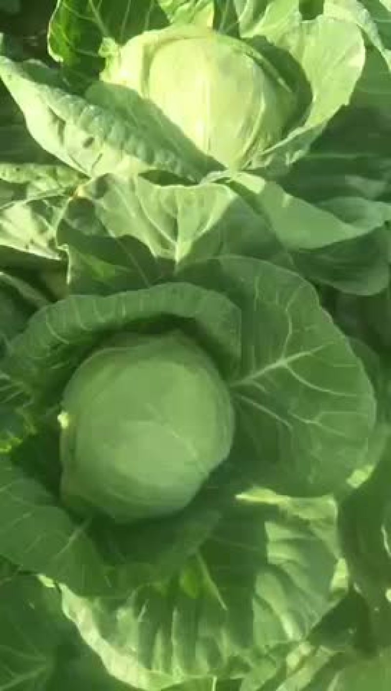 圆白菜