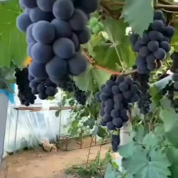 葡萄