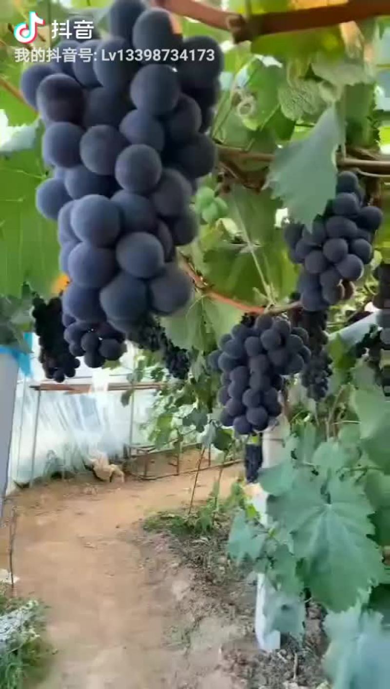 葡萄