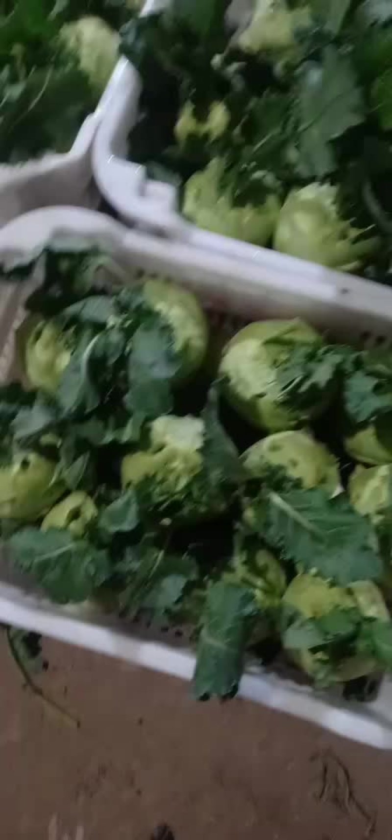 苤蓝，水果的