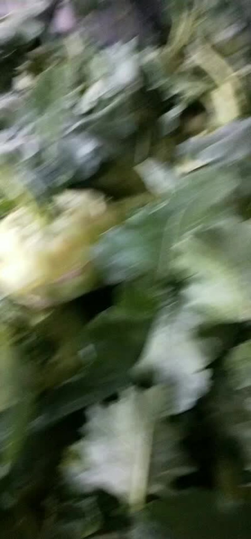 苤蓝，水果的
