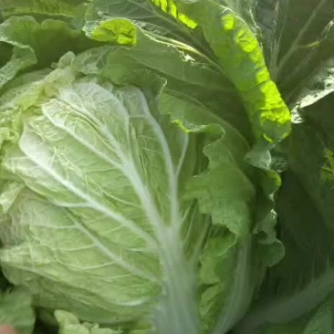 黄心白菜