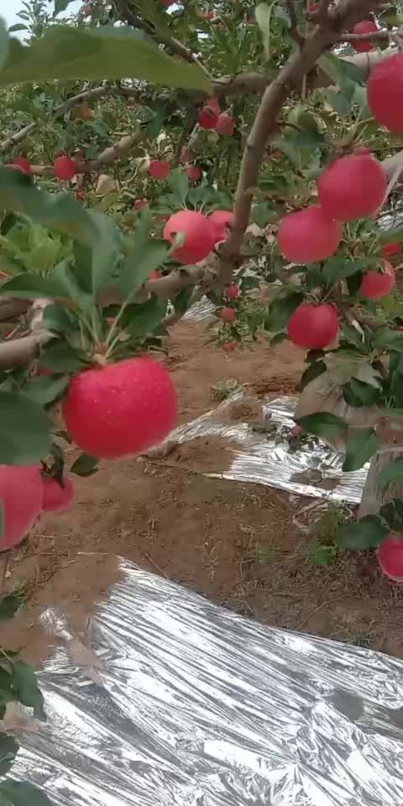 苹果