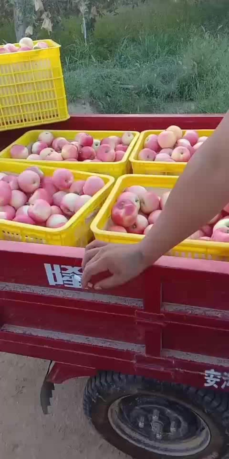 苹果