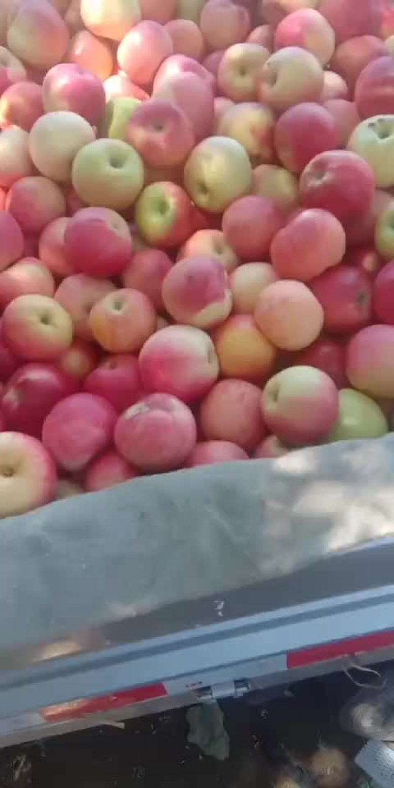 苹果