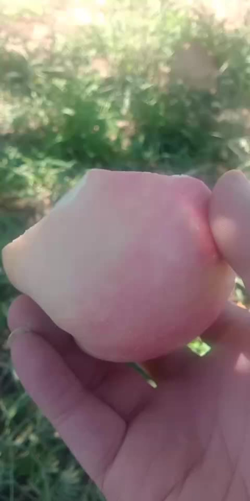 苹果