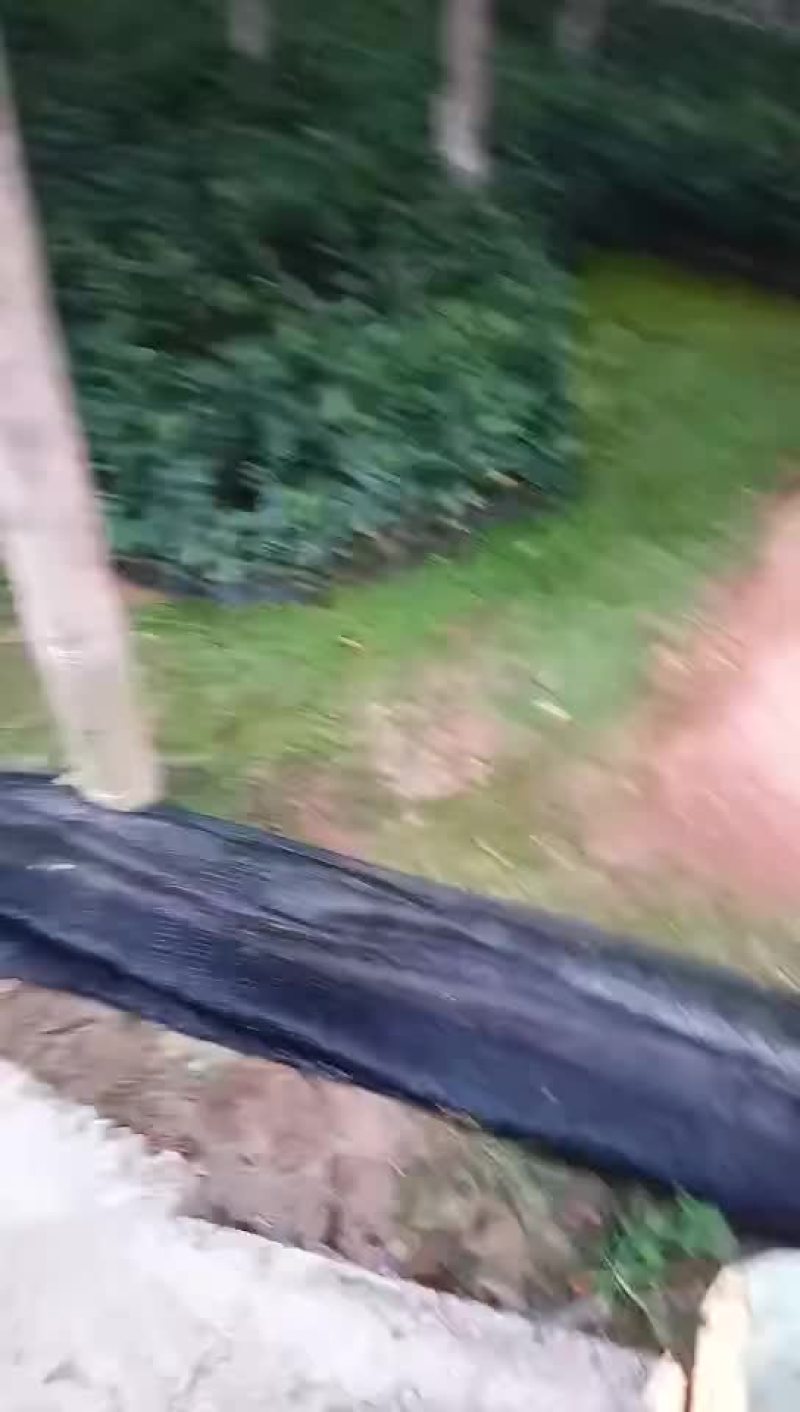 茶花赤丹品种多大小规格多