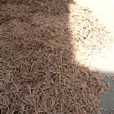 下脚料白芍，白芍粉，药厂中药下角料